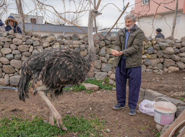 Diyarbakır'da Kaçan Deve Kuşu Sahibine Döndü