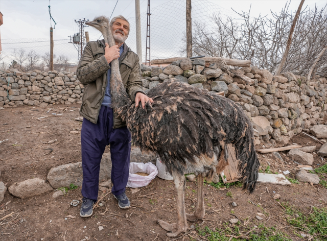 Diyarbakır'da Kaçan Deve Kuşu Sahibine Döndü