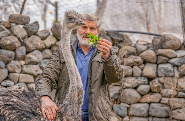 Diyarbakır'da Kaçan Deve Kuşu Sahibine Döndü