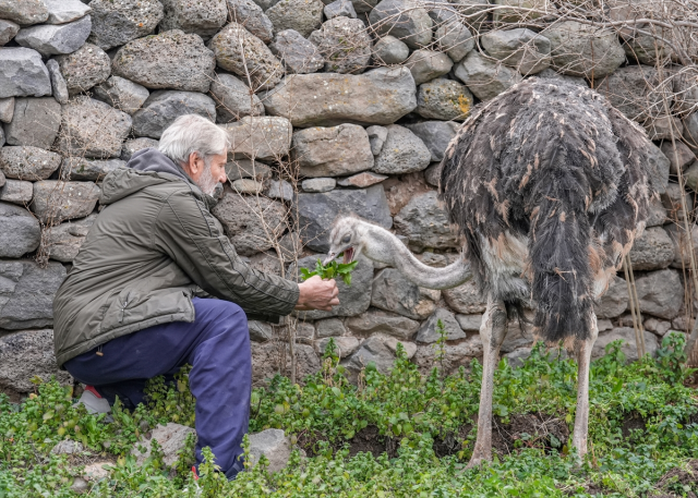 Diyarbakır'da Kaçan Deve Kuşu Sahibine Döndü