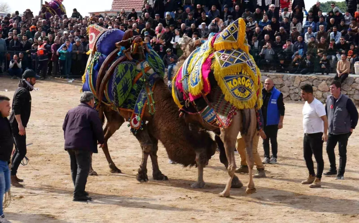 Havran\'da Geleneksel Deve Güreşleri Coşkuyla Gerçekleşti