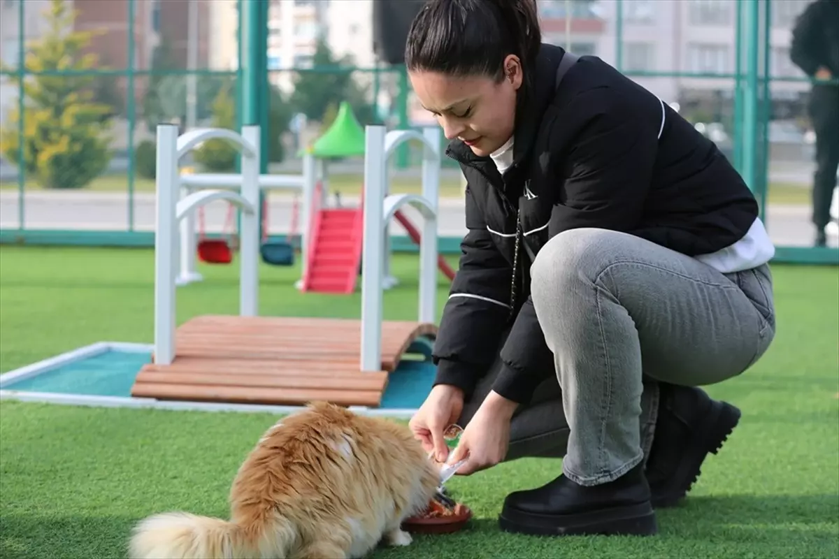 Kedi Kasabası 42 Bin Ziyaretçi Ağırladı