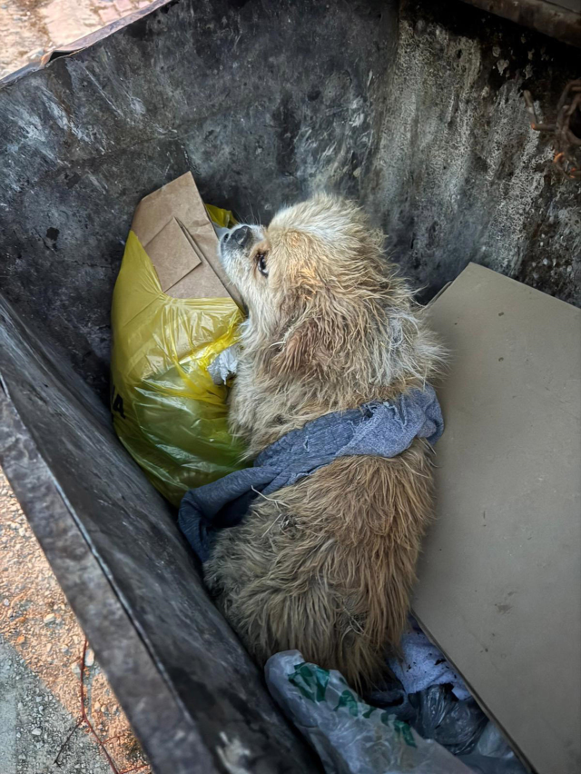 Köpek Çöp Konteynerinde Bulundu, Sahibi Suç Duyurusunda Bulundu