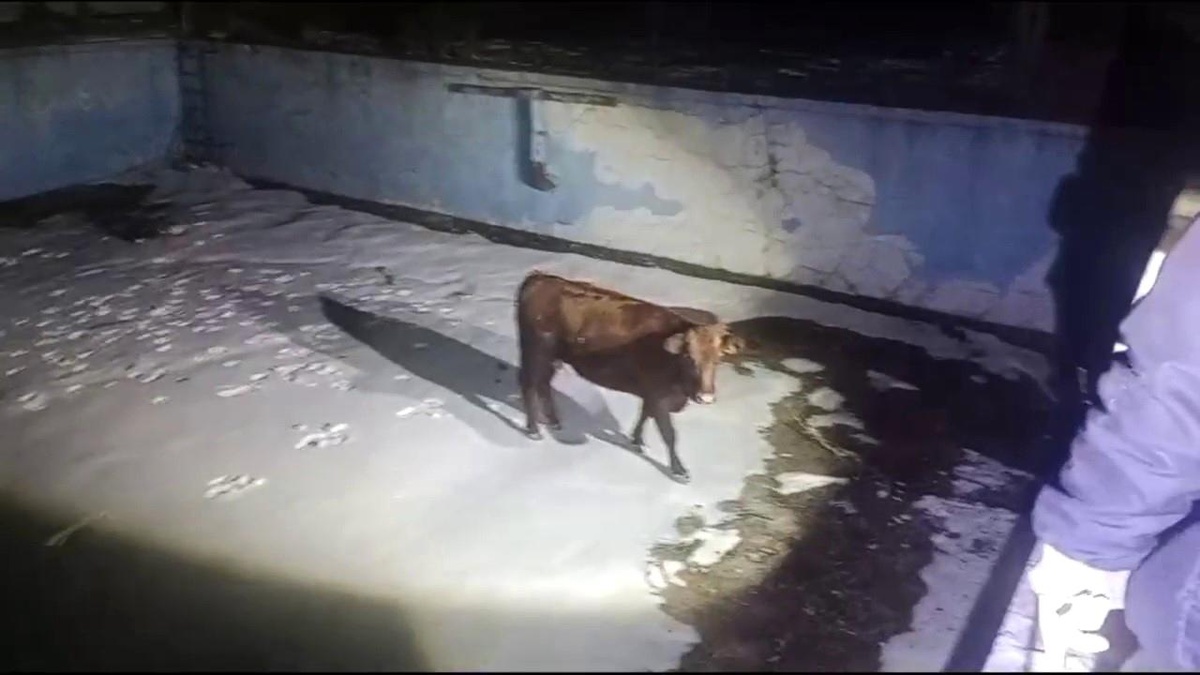 Sivas\'ta Kaçan İnek Boş Havuzdan Kurtarıldı