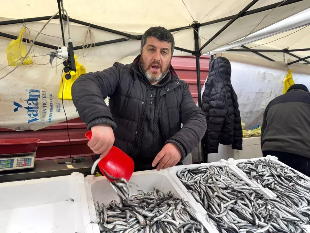 Zonguldak\'ta Hamsi Fiyatları Düşmeye Başladı