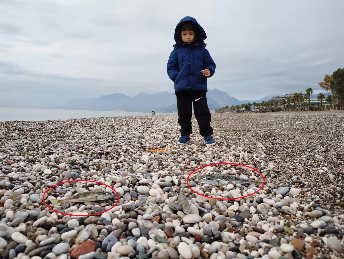 AKDENİZ\'de Balon Balığı Avına Ceza Yağdı