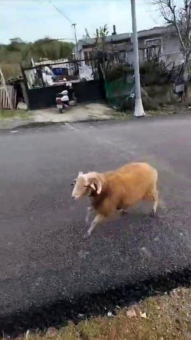 Beykoz'da Temizlik İşçilerini Kovalayan Koç Gülümsetti Beykoz'da Temizlik İşçilerini Kovalayan Koç Gülümsetti
