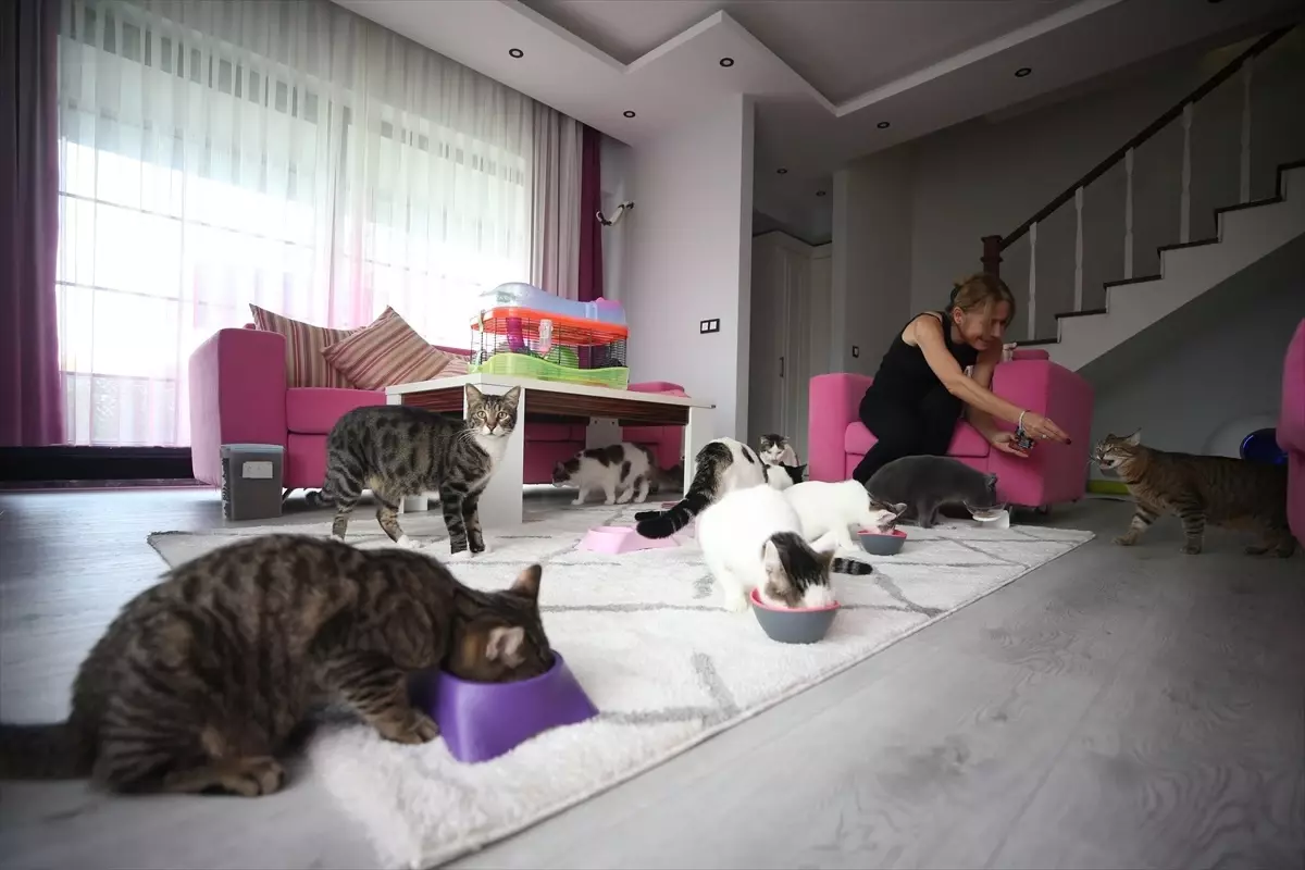 Çanakkaleli Jale\'nin 18 Kedisiyle Yaşamı