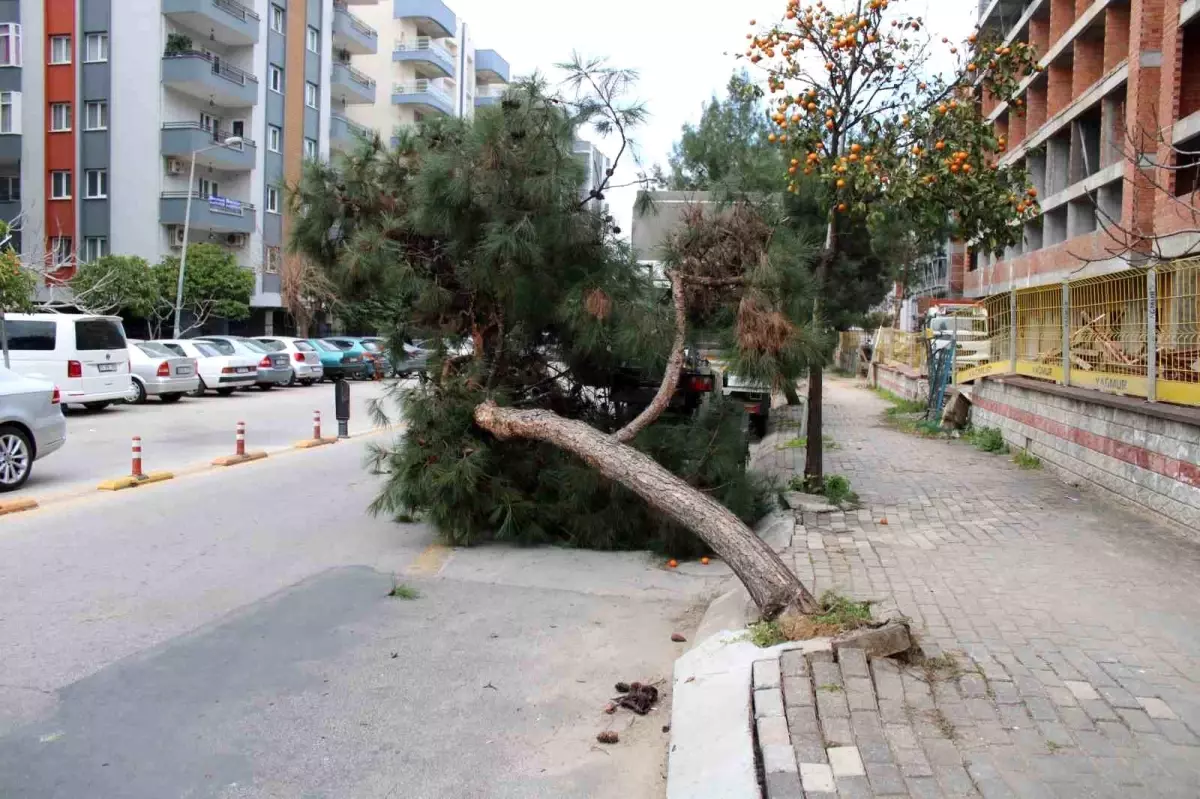 Aydın\'da Devrilen Ağaç Trafiği Kısmen Kapattı