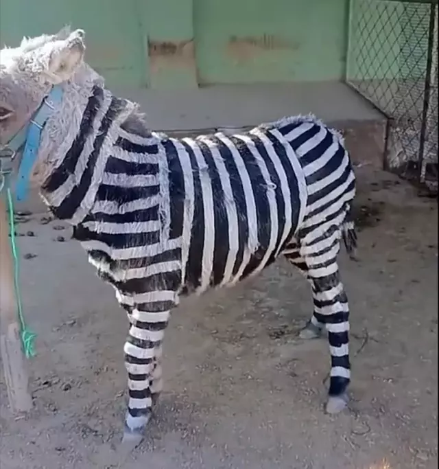 Ziyaretçi çekmek için eşekleri zebra gibi boyadılar