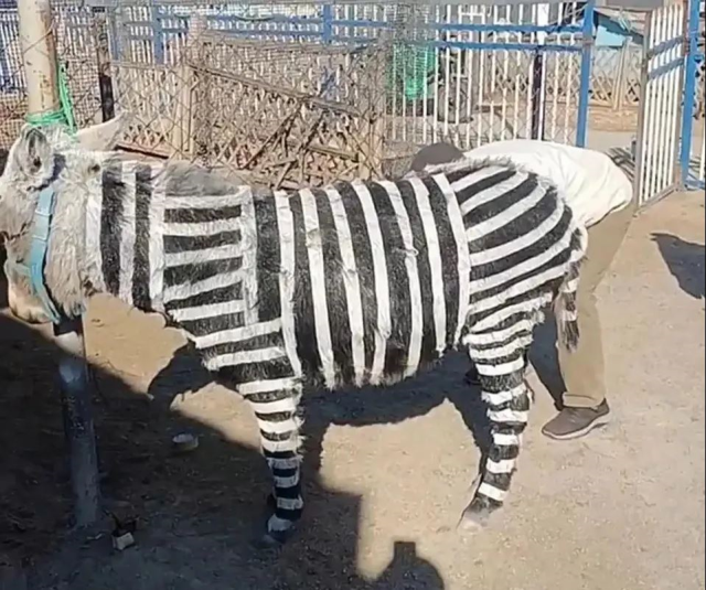 Ziyaretçi çekmek için eşekleri zebra gibi boyadılar