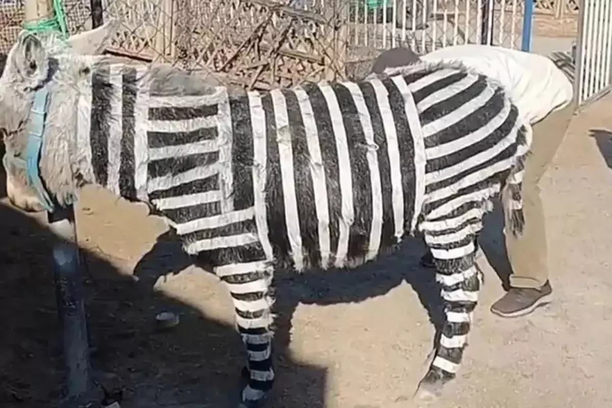 Ziyaretçi çekmek için eşekleri zebra gibi boyadılar