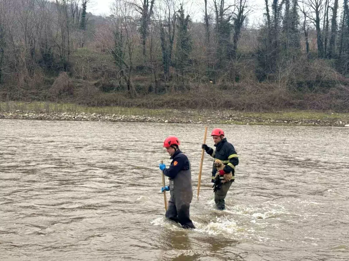 Yavru Köpek Dere Yatağında Mahsur Kaldı, İtfaiye Tarafından Kurtarıldı