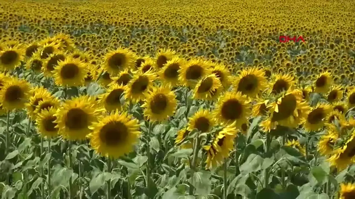 Edirneli üretici, mevsim değişikliği ile ayçiçeği ekimini öne çekti