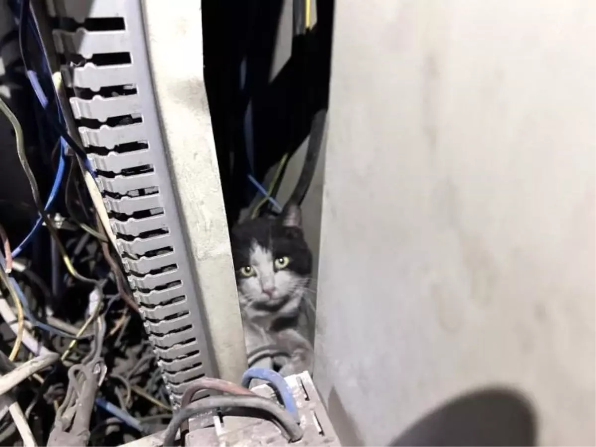 Kedi Elektrik Panosundan Kurtarıldı