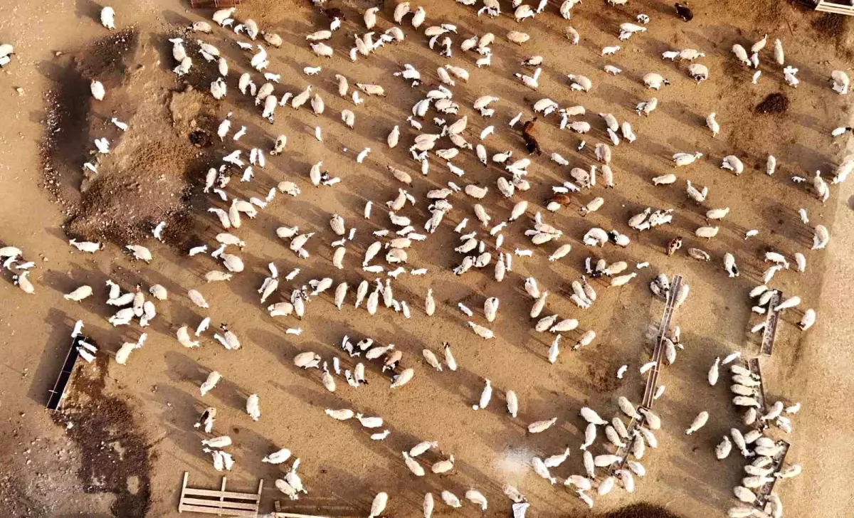 Kuzuların Anneleriyle Buluşması