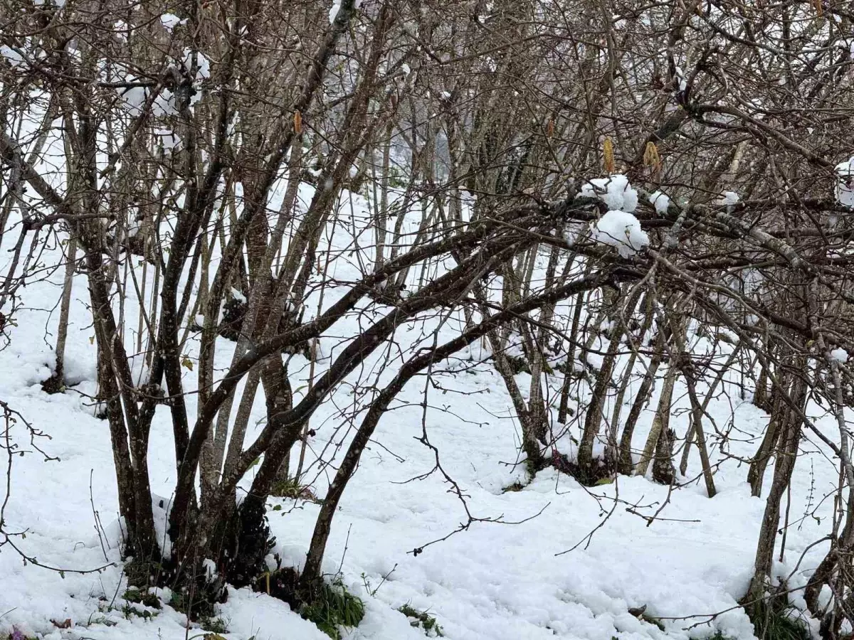 Giresun\'da Fındık Üreticilerine Don Uyarısı