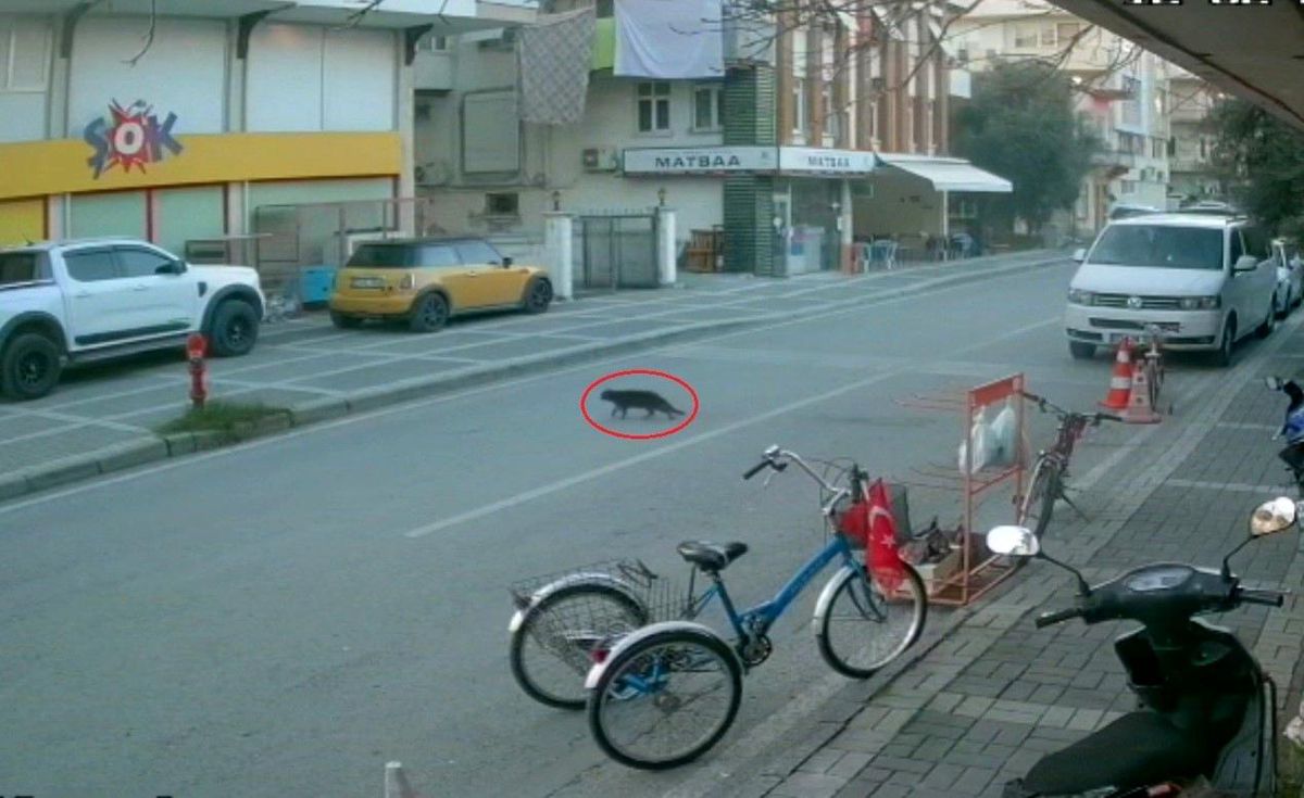 Antalya\'da Kayıp Kedi Bulundu