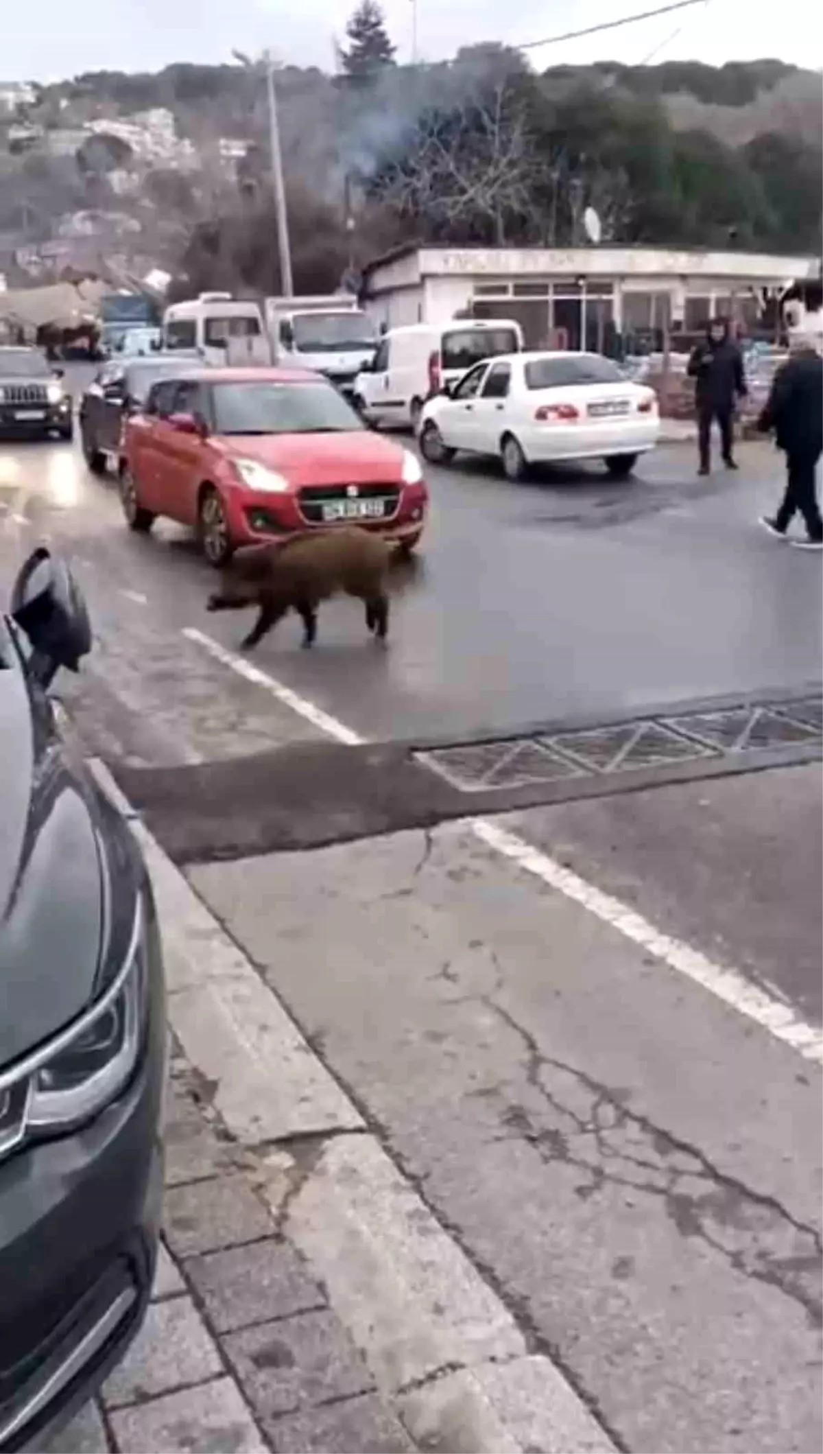 Sarıyer\'de Yaban Domuzu Sürücülere Zor Anlar Yaşattı