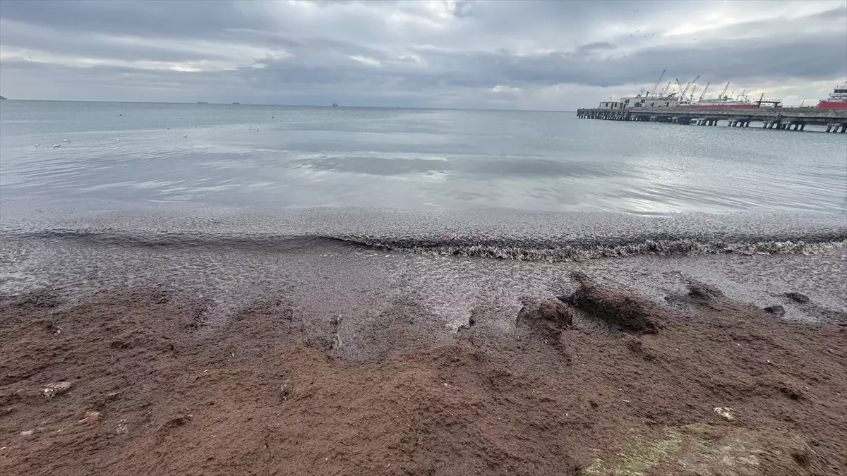 Tekirdağ\'da Kıyıya Kırmızı Yosunlar Geldi