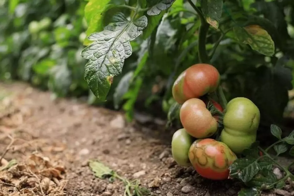 Virüslü domates alarmı! Tarımı bitiriyor ve insan sağlığına da zararlı