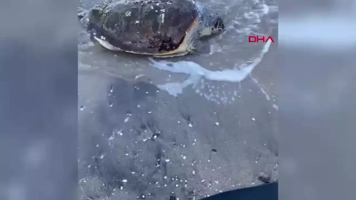 Bodrum Sahilinde Ölü Caretta Caretta Bulundu