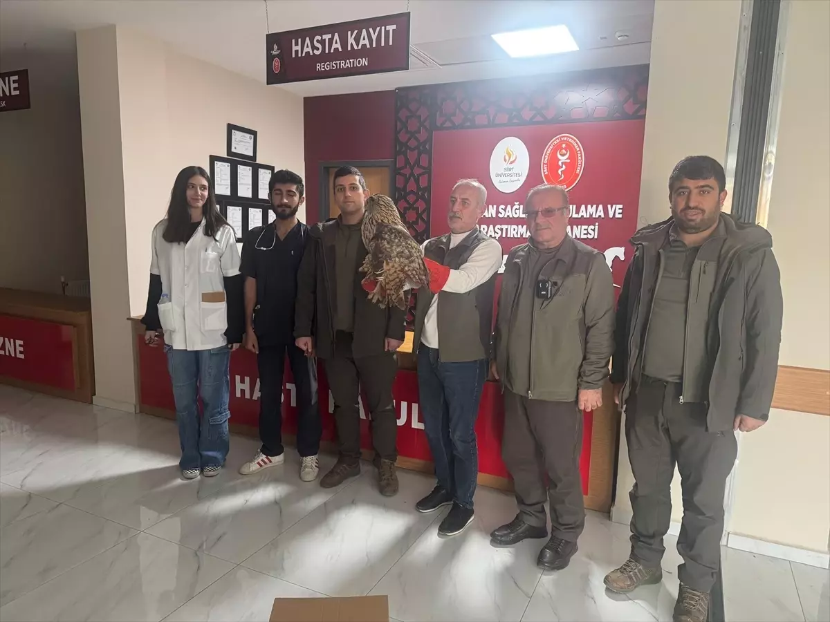 Yaralı Kulaklı Orman Baykuşu Koruma Altında