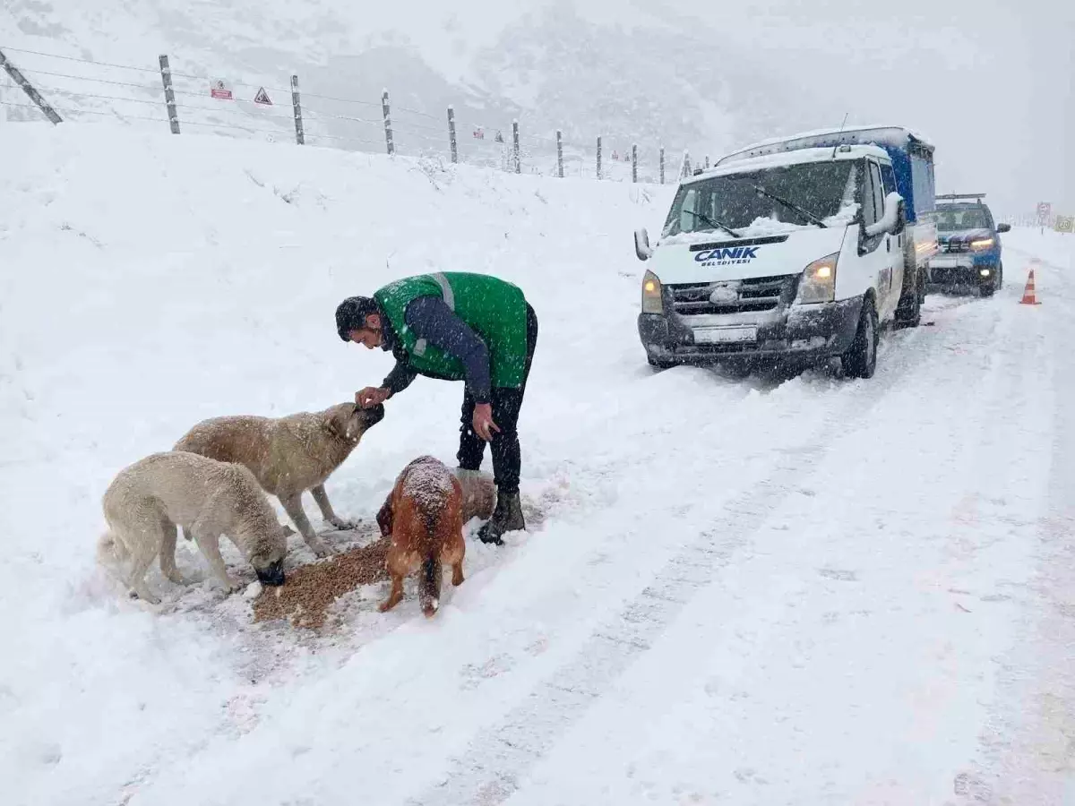 Canik Belediyesi, Sokak Hayvanlarına Destek Veriyor