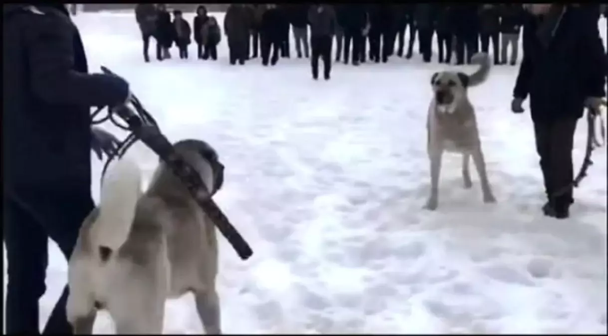 Erzurum\'da Köpek Dövüşü Operasyonu