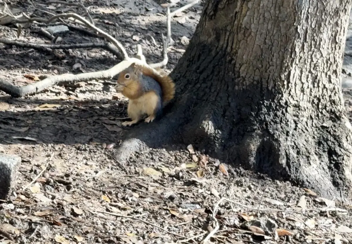 Yıldız Parkı\'nda Kar Manzarası