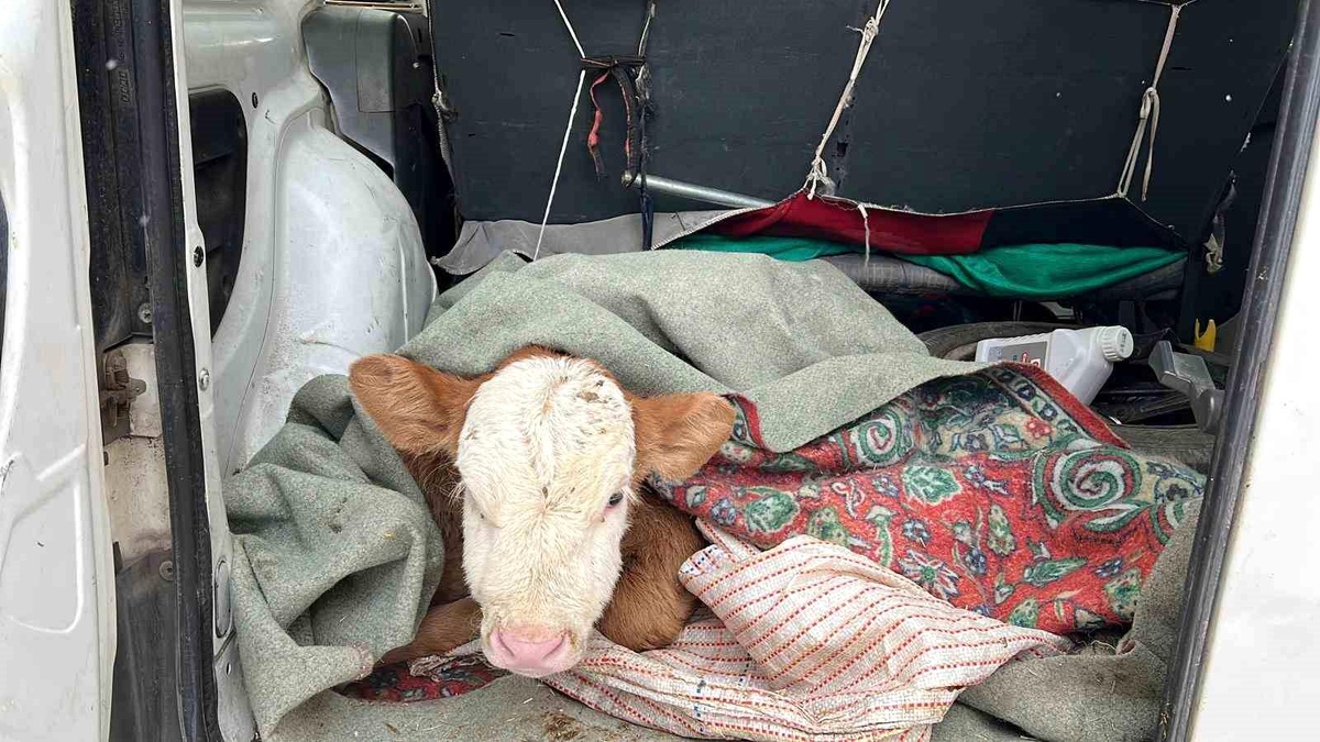 Kars\'ta Hasta Buzağı Veterinere Götürüldü