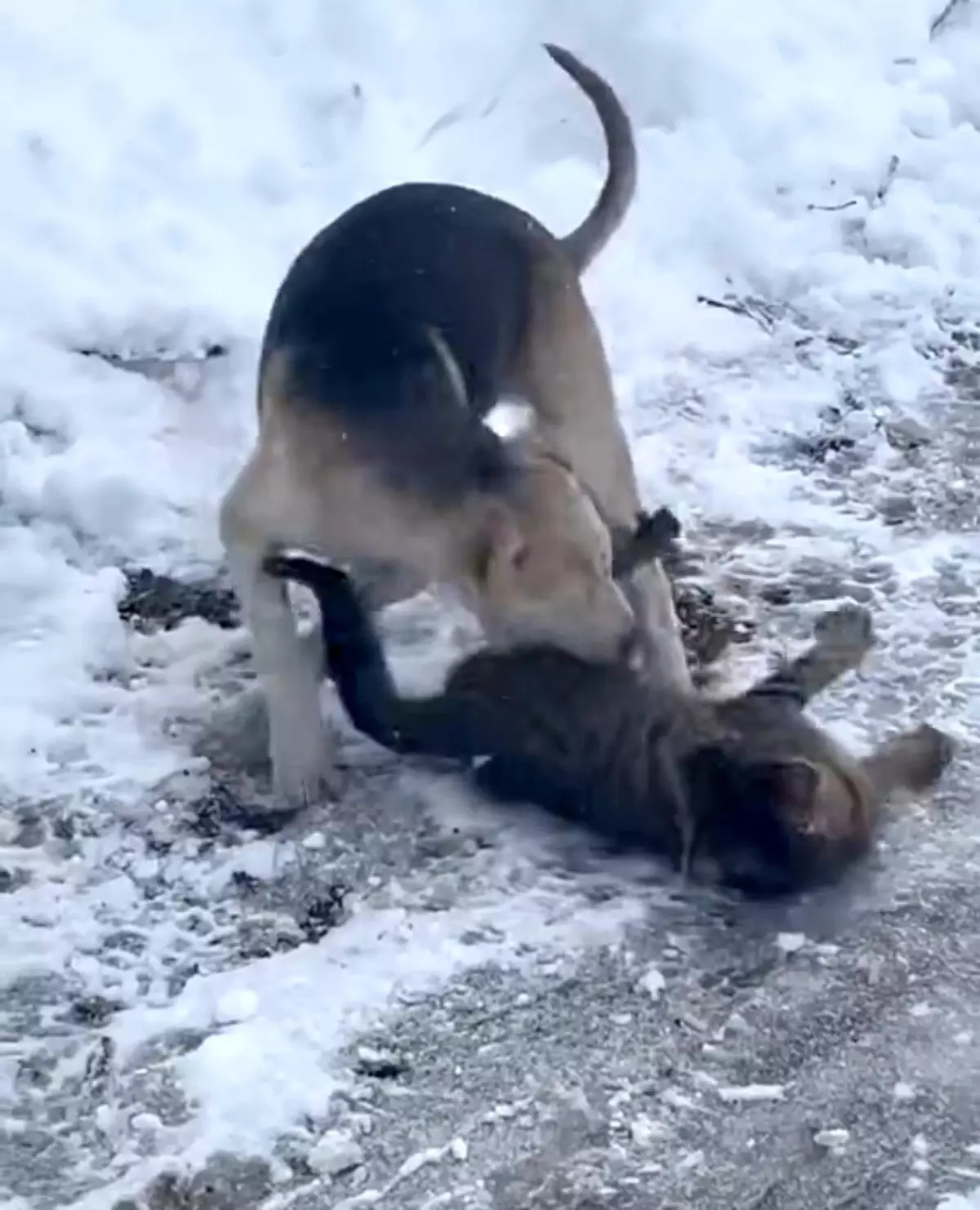 Düzce\'de Kedi ve Köpek Oynarken Görüntülendi