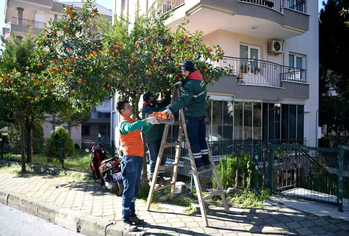 Kuşadası\'nda Turunç Ağaçlarıyla Kadın Kooperatifi İş Birliği