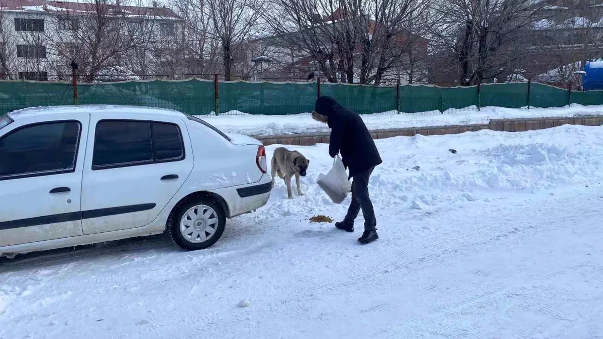 Karlıova\'da Sokak Hayvanlarına Destek