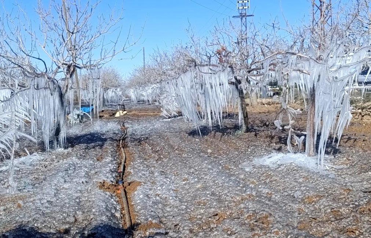 Adıyaman\'da Fıstık Bahçeleri Buz Tuttu