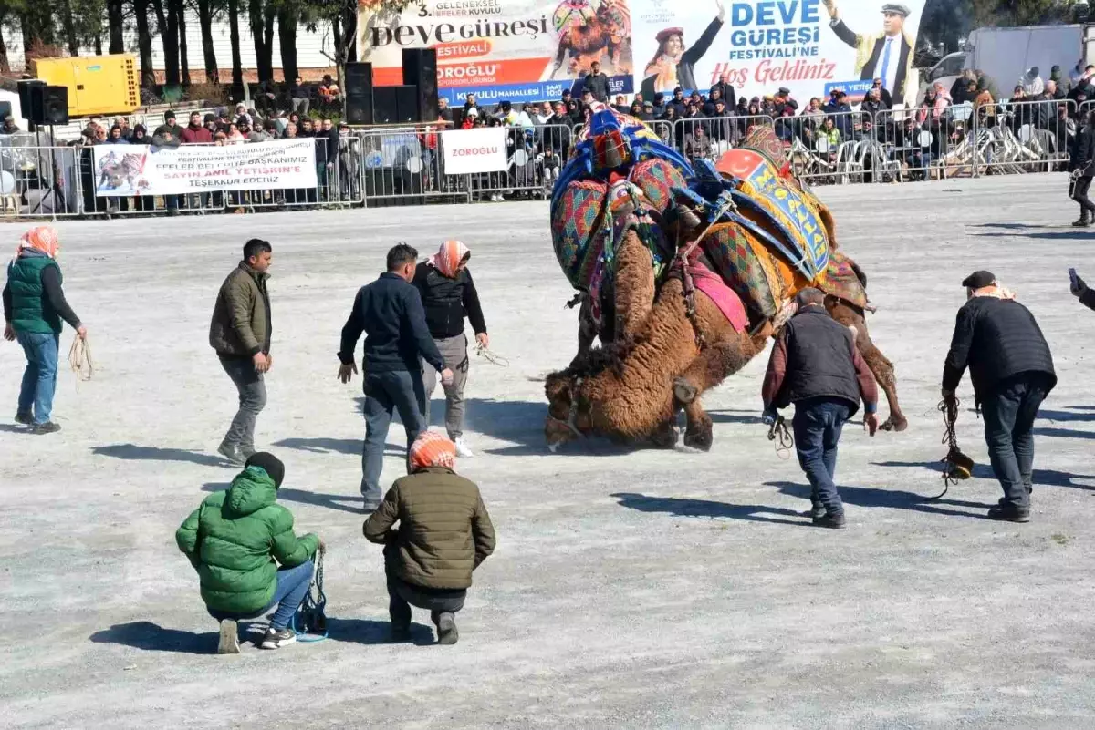 Efeler Kuyulu Deve Güreşi Festivali Coşkuyla Gerçekleşti