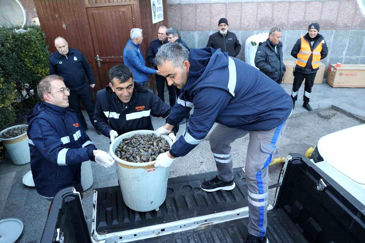 Antalya\'da Zabıta ekipleri, 300 kg midyeye el koydu