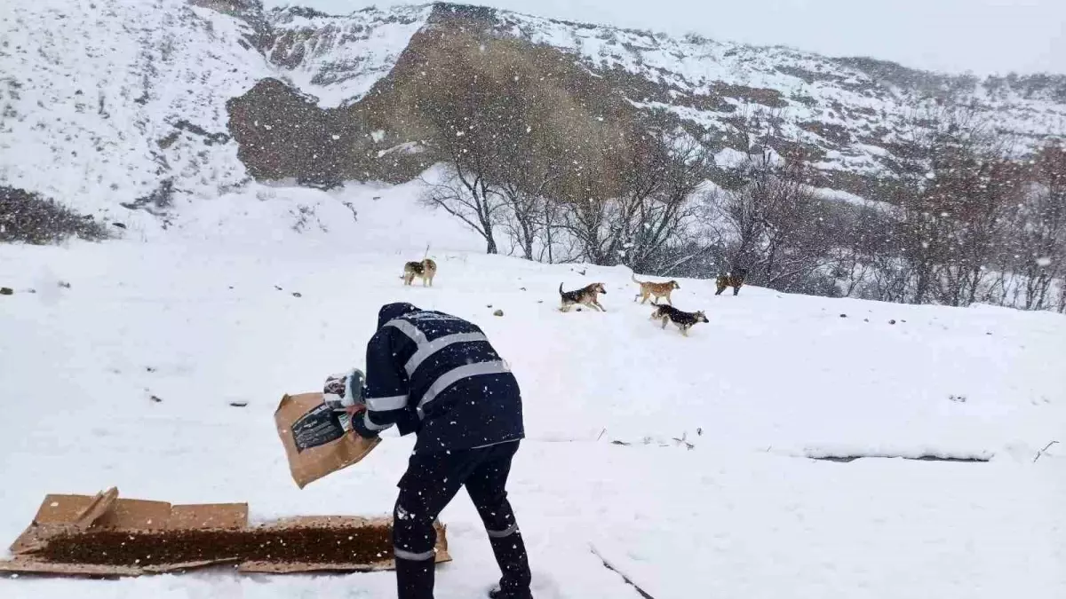 Büyükçekmece Belediyesi, Sokak Hayvanlarını Unutmadı