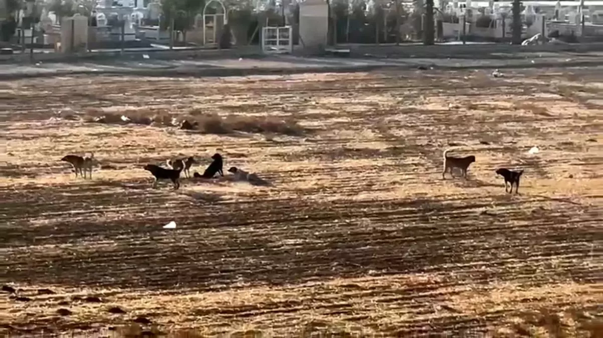 Nusaybin\'de Okul Çevresinde Başıboş Sokak Köpekleri Tedirginliği