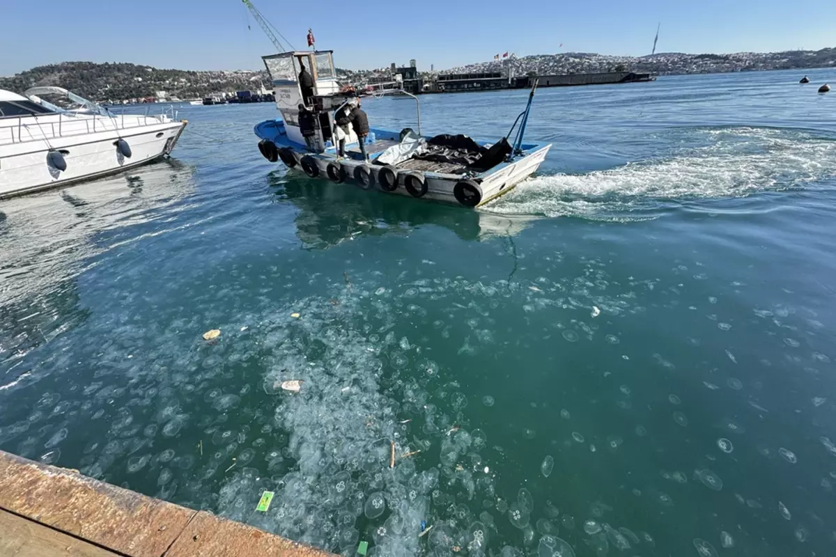 İstanbul\'da on binlerce deniz anası sahili istila etti