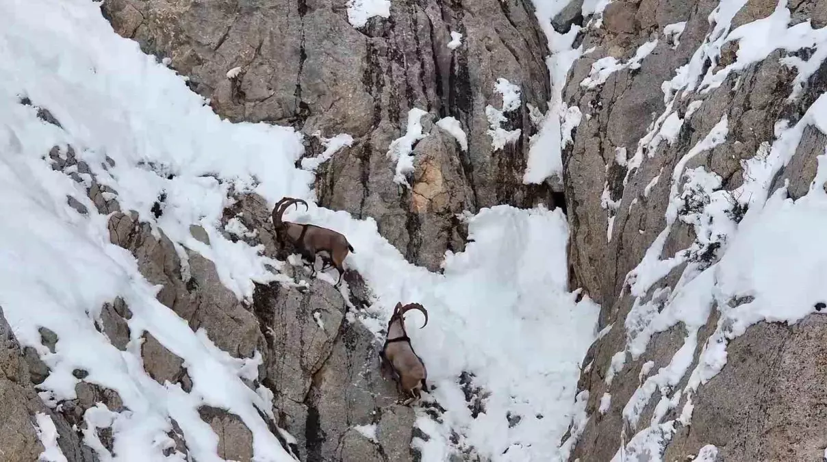 Gümüşhane\'de Yaban Keçileri Dronla Görüntülendi