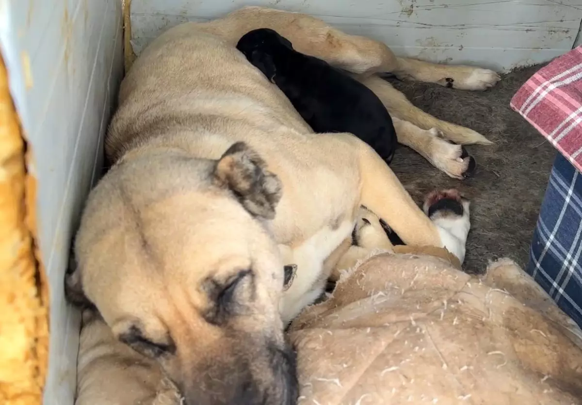 Dişi Kangal, Yavru Köpeği Sahiplendi