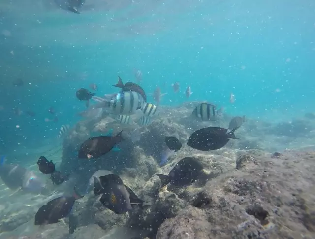 Kızıldeniz'deki Balıklara Alanya'nın S Pastası İkram Edildi