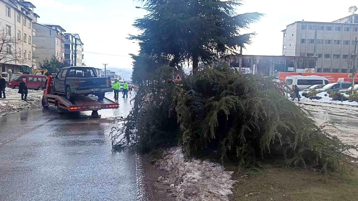 Orduda Pikap Ağaca Çarptı