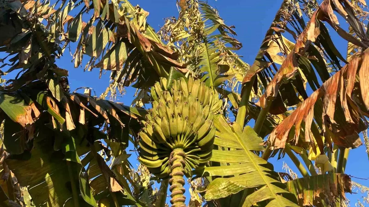 Mersin\'de Zirai Don, Tarımı Vurdu