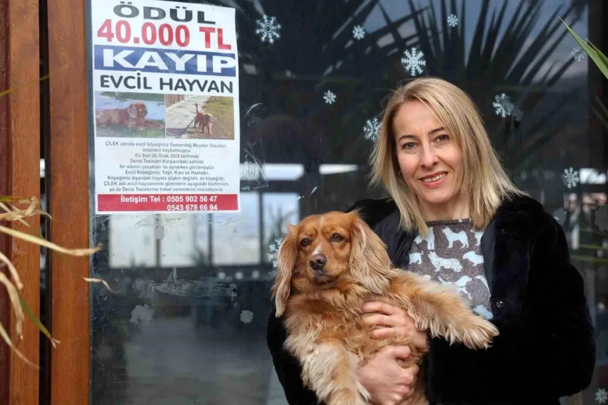 Kayıp Köpeğe 40 Bin TL Ödül