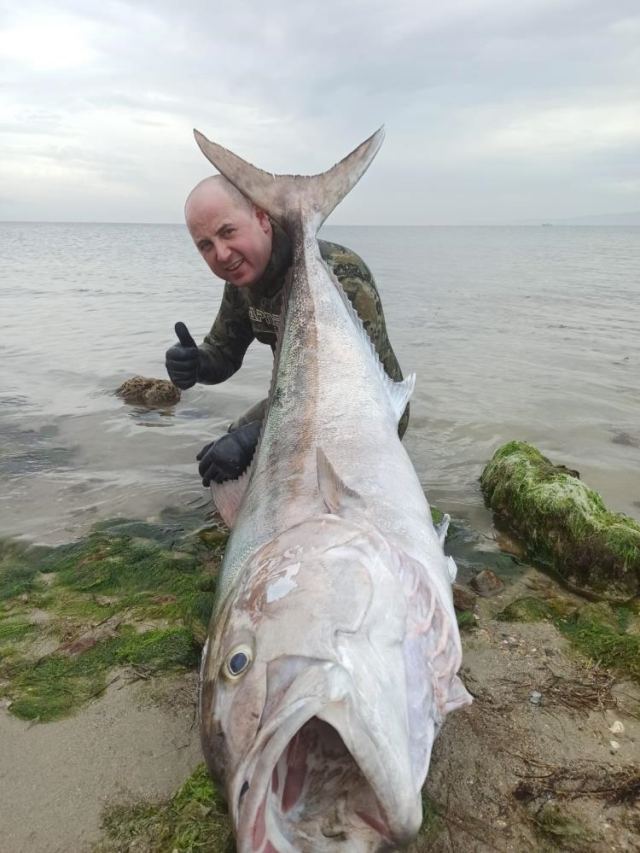 Zıpkınla 1.8 metre boyunda akya balığı avladı