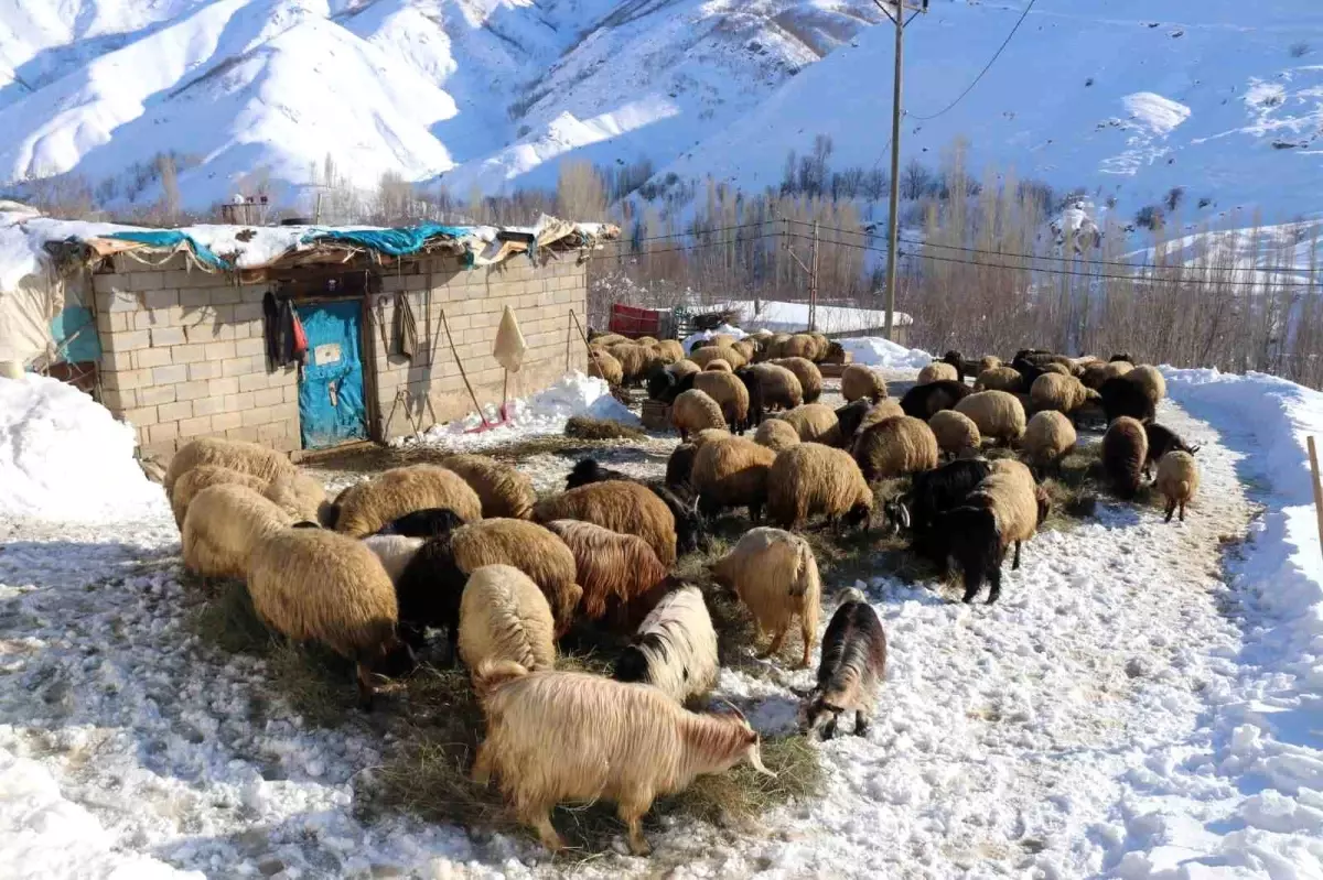 Bitlis\'te Kış Zorlukları ve Hayvancılık