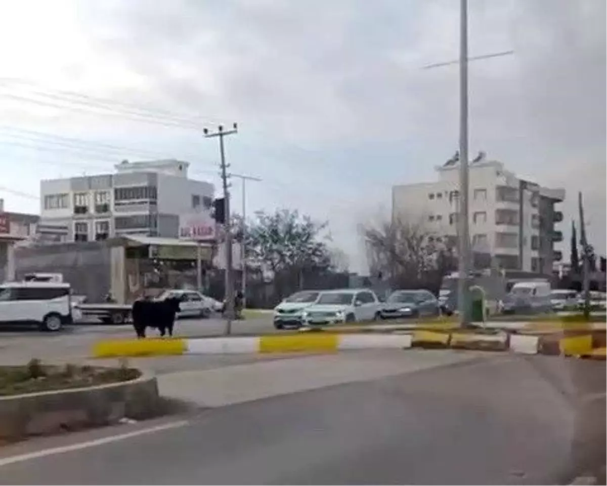 Adıyaman\'da Kaçan İnek Trafiği Karıştırdı