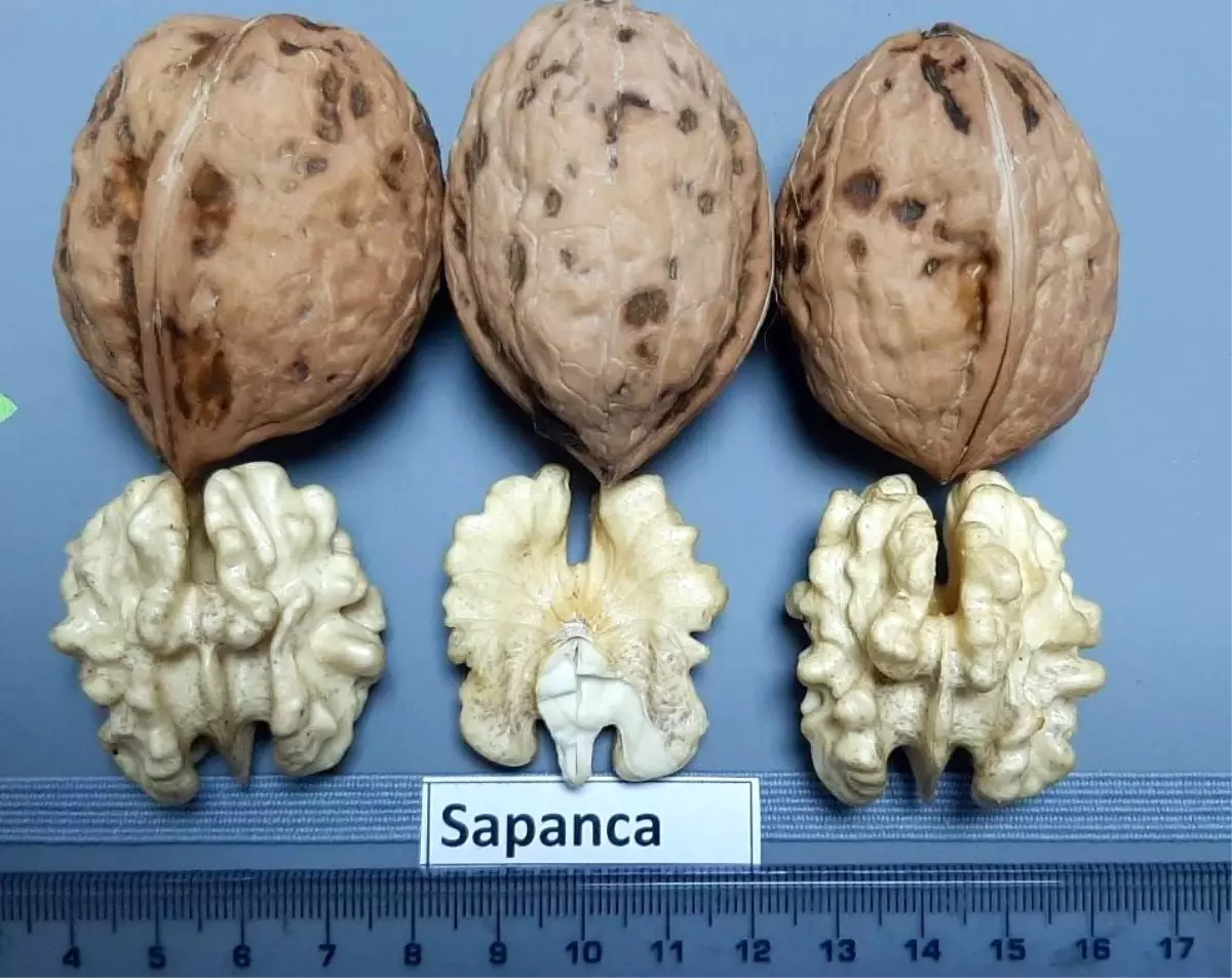 Sapanca Cevizi\'ne Coğrafi İşaret Tescili